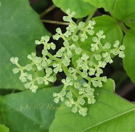  Inflorescence (Young)-Biparous umbellate cymes